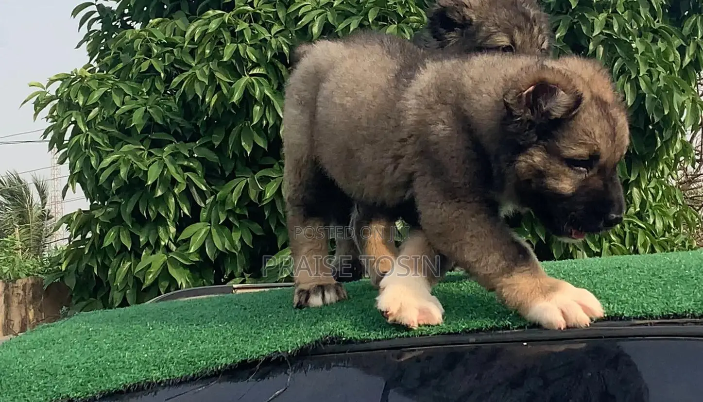1-3 months Female Purebred Caucasian Shepherd