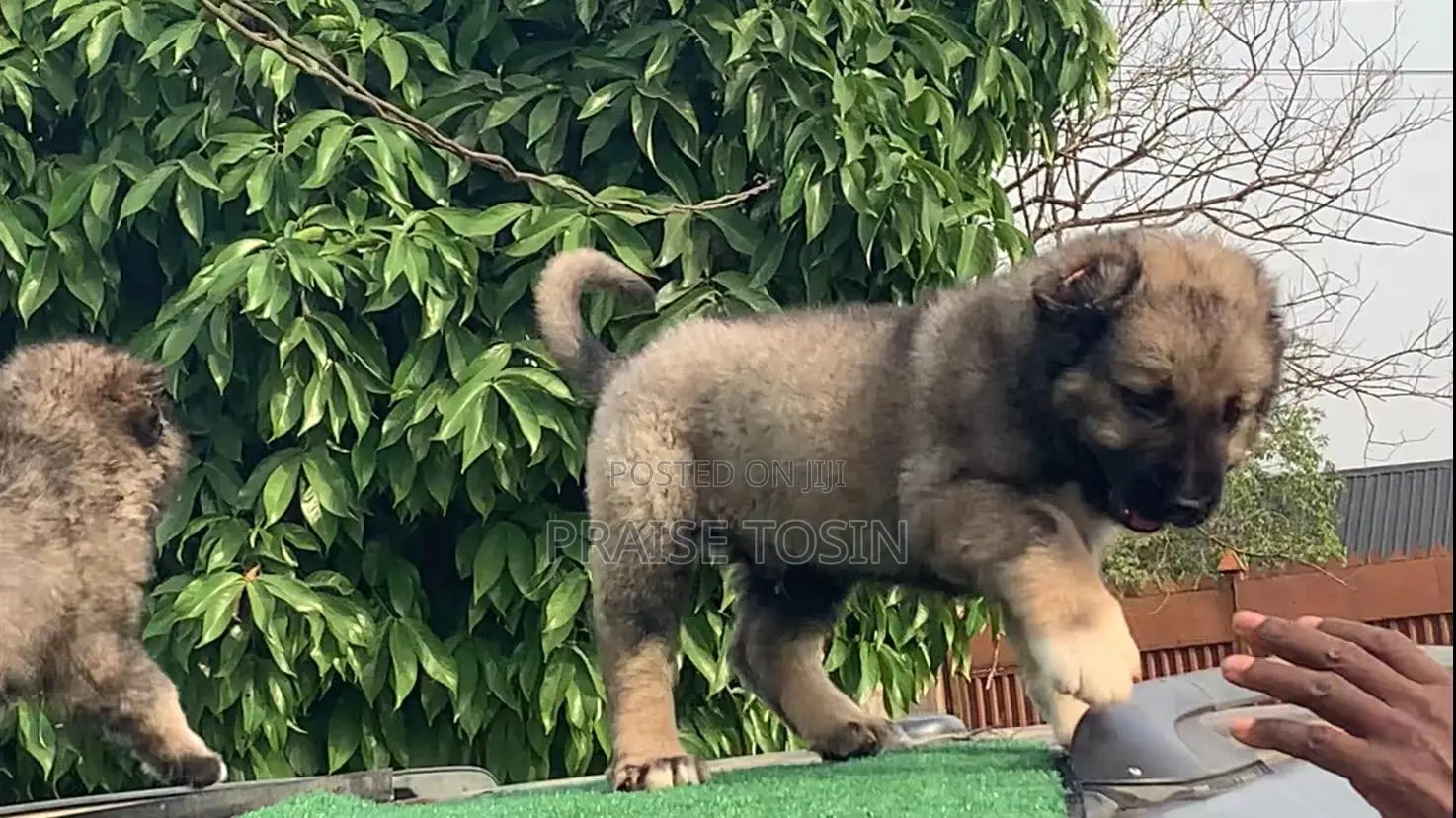 1-3 months Female Purebred Caucasian Shepherd
