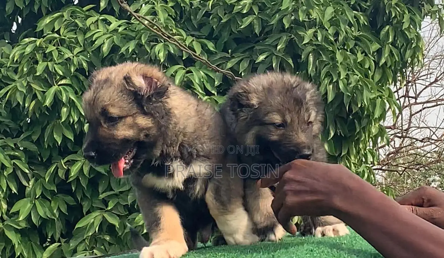 1-3 months Female Purebred Caucasian Shepherd