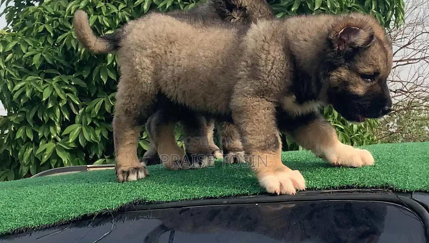 1-3 months Female Purebred Caucasian Shepherd