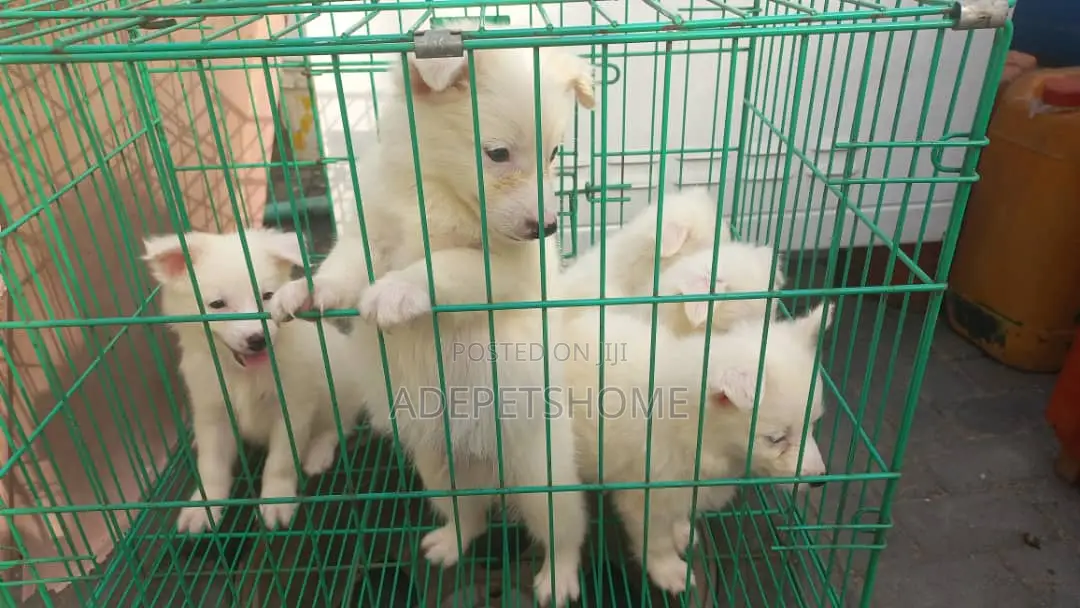 1-3 months Female Purebred American Eskimo