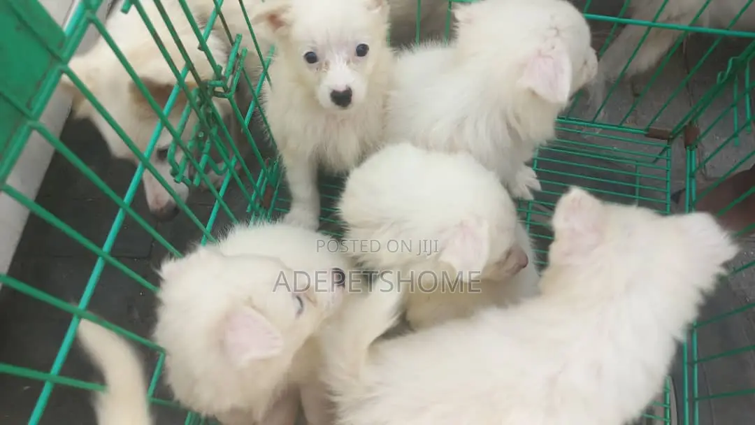 1-3 months Female Purebred American Eskimo