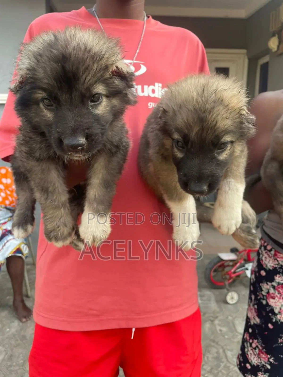 1-3 months Female Purebred Caucasian Shepherd