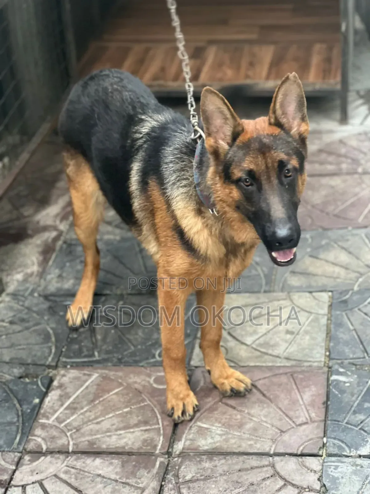 3-6 months Male Purebred German Shepherd
