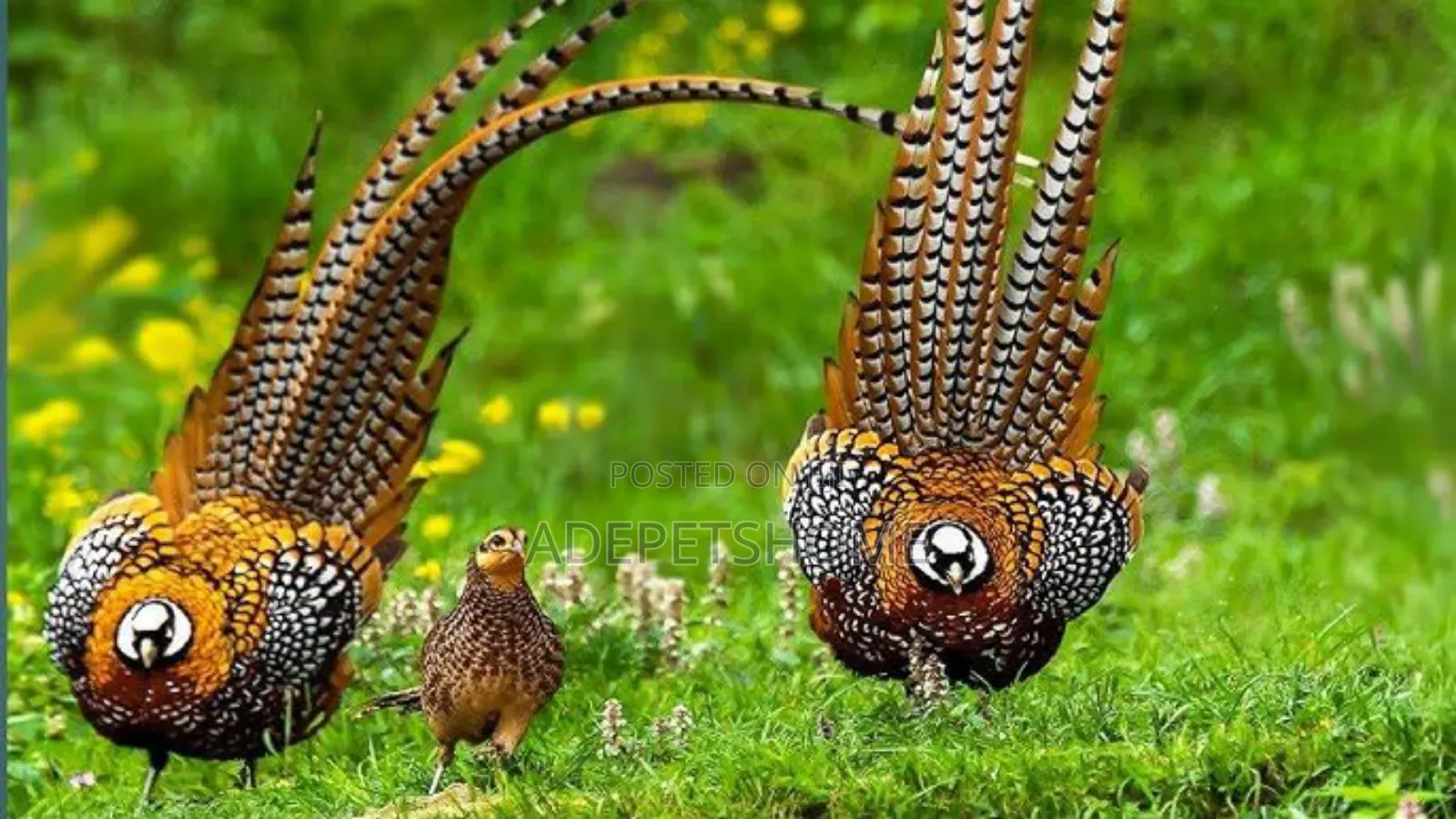 Beautiful Pheasants