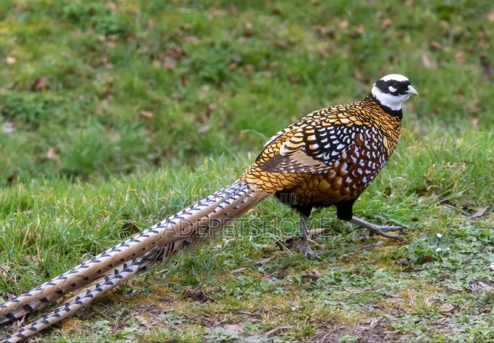Beautiful Pheasants
