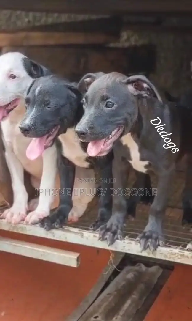 1-3 months Female Purebred American Pit Bull Terrier