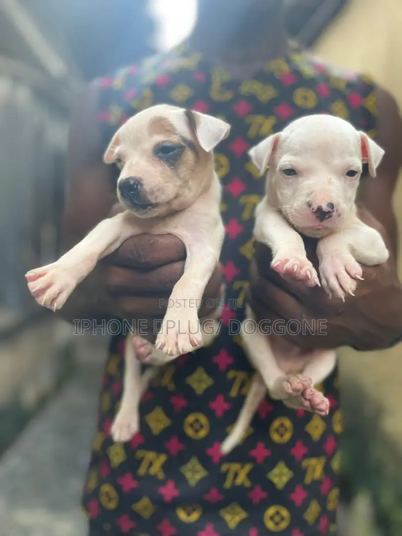 1-3 months Female Purebred American Pit Bull Terrier