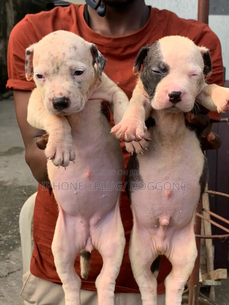 1-3 months Female Purebred American Pit Bull Terrier