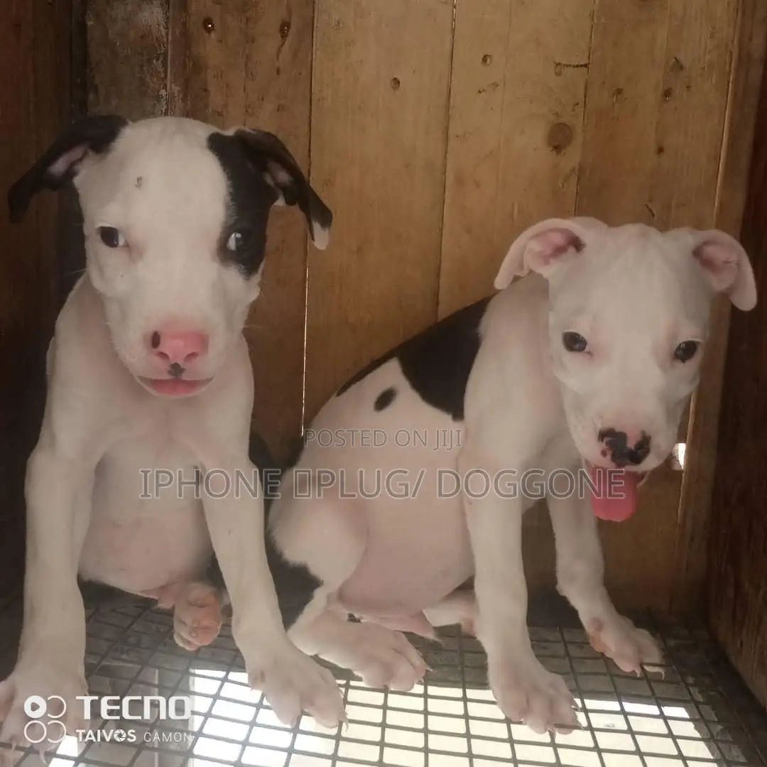 1-3 months Male Purebred American Pit Bull Terrier