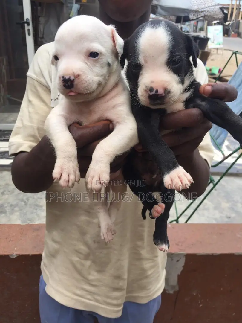 1-3 months Male Purebred American Pit Bull Terrier