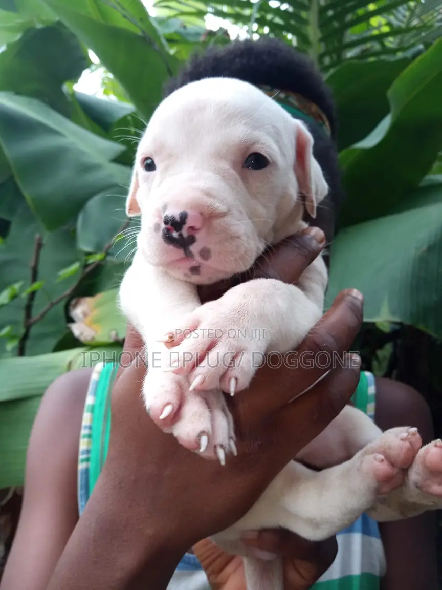 1-3 months Male Purebred American Pit Bull Terrier
