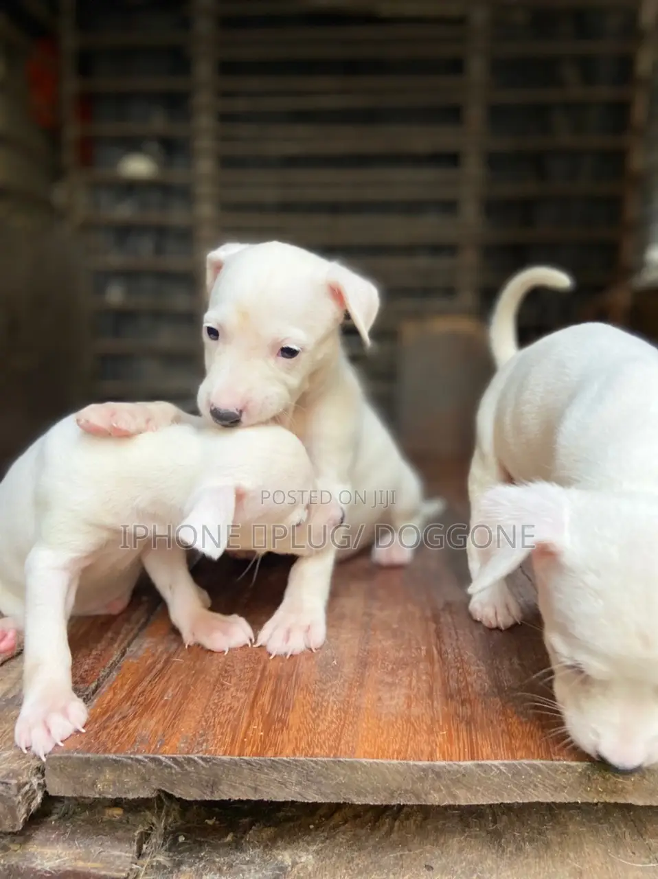 1-3 months Male Purebred American Pit Bull Terrier