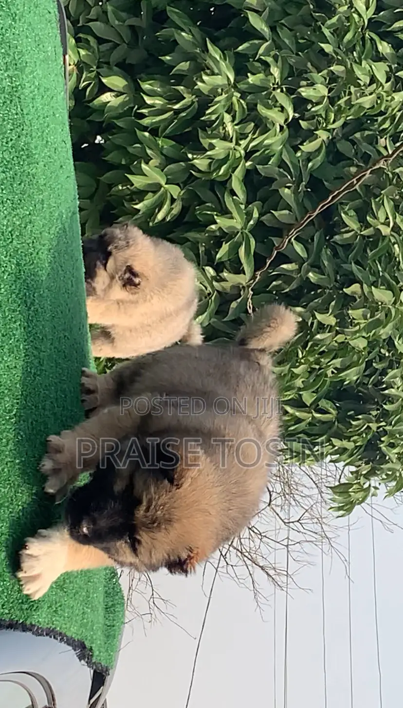 1-3 months Female Purebred Caucasian Shepherd