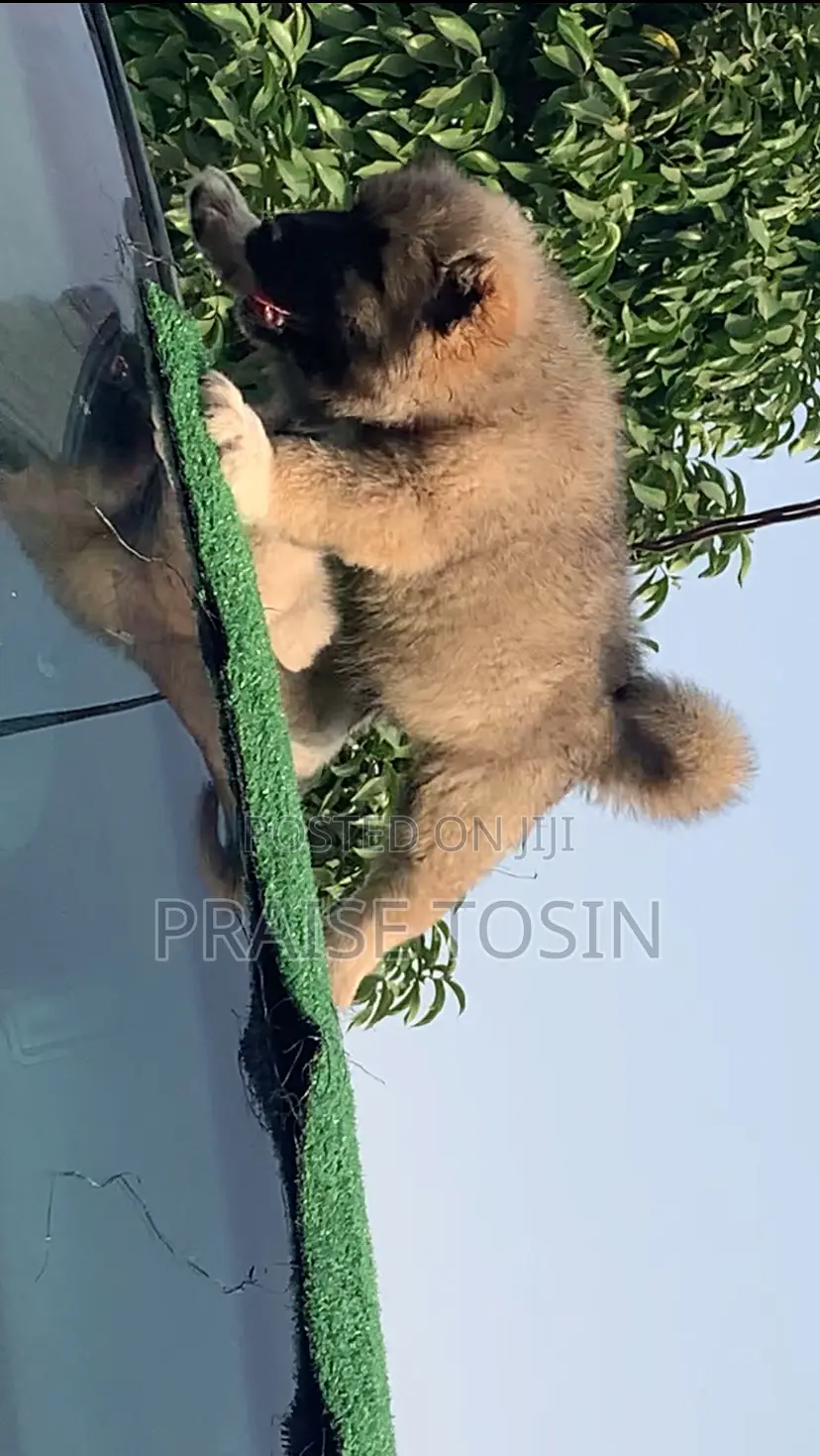 1-3 months Female Purebred Caucasian Shepherd