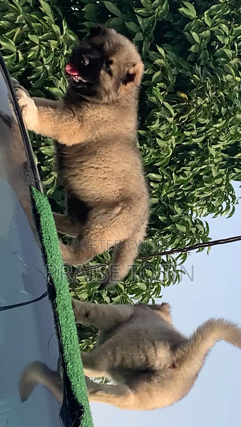 1-3 months Female Purebred Caucasian Shepherd