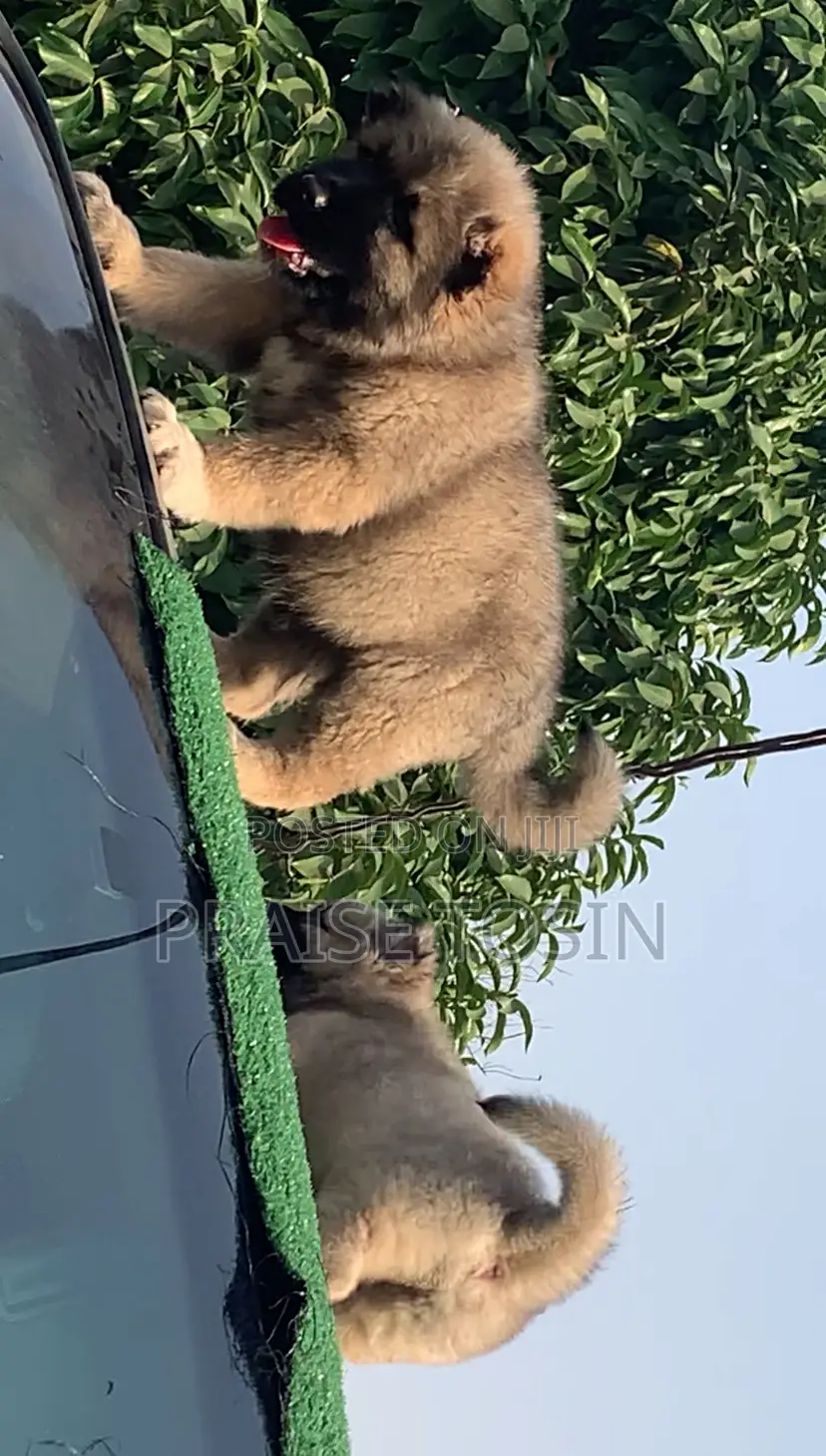 1-3 months Female Purebred Caucasian Shepherd