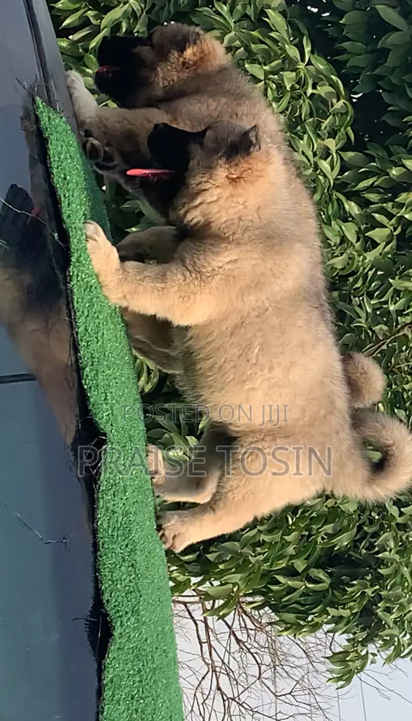 1-3 months Female Purebred Caucasian Shepherd