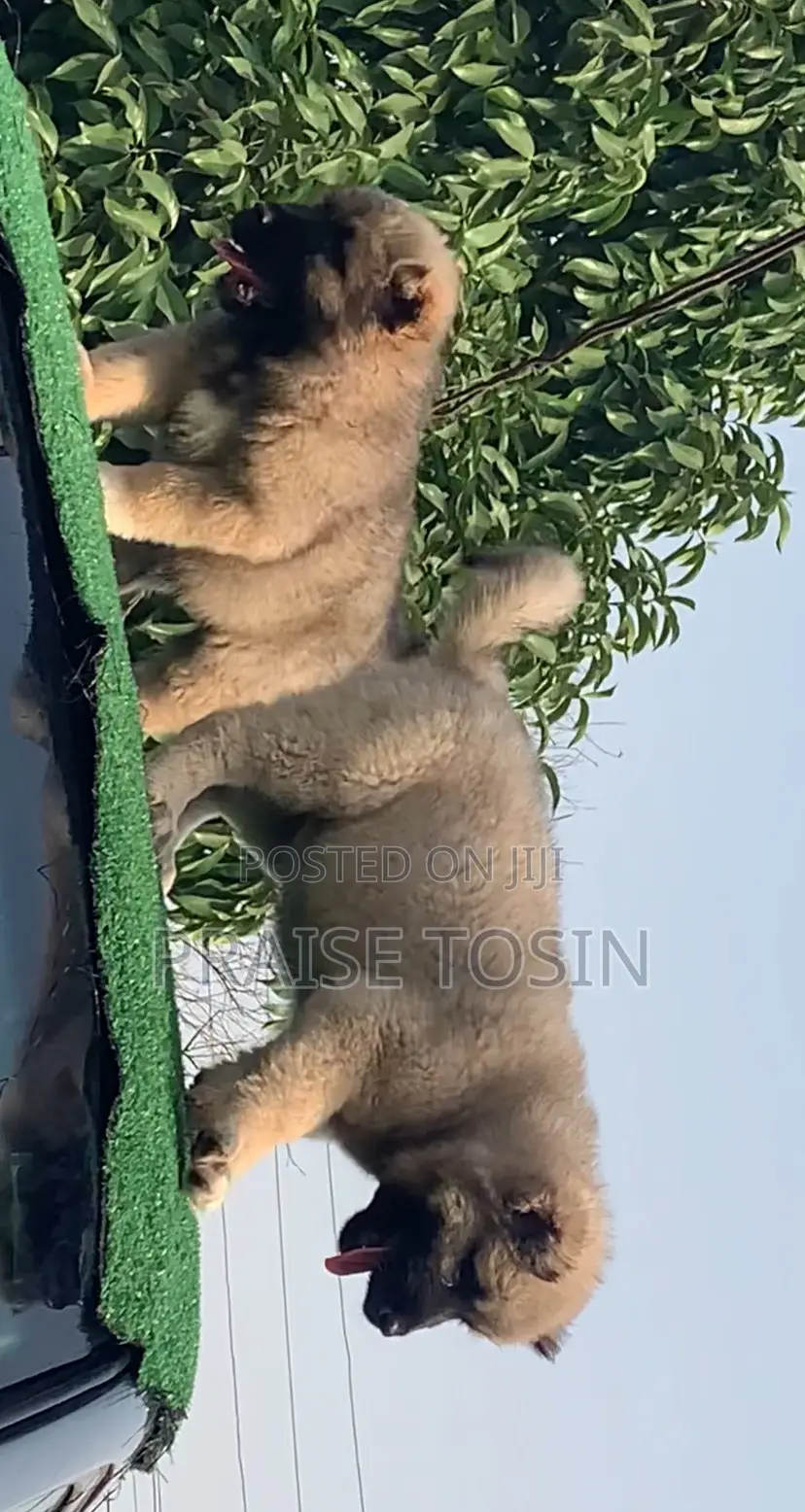 1-3 months Female Purebred Caucasian Shepherd