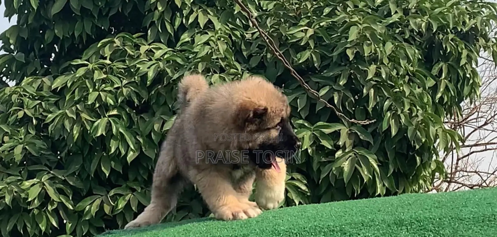 1-3 months Male Purebred Caucasian Shepherd