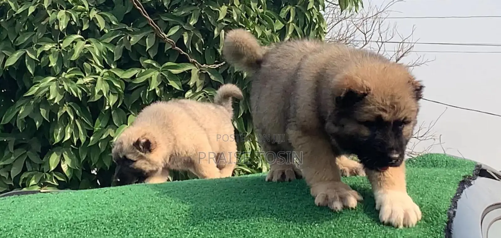 1-3 months Male Purebred Caucasian Shepherd