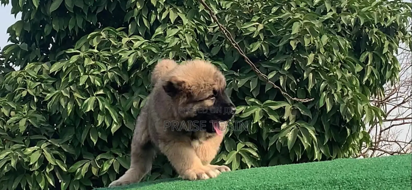 1-3 months Male Purebred Caucasian Shepherd