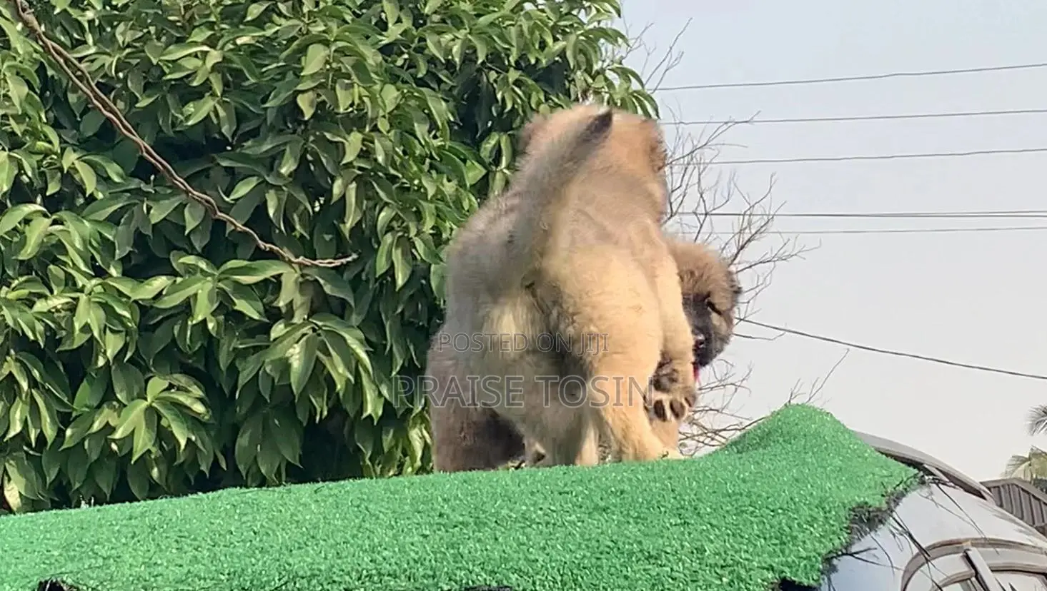 1-3 months Female Purebred Caucasian Shepherd