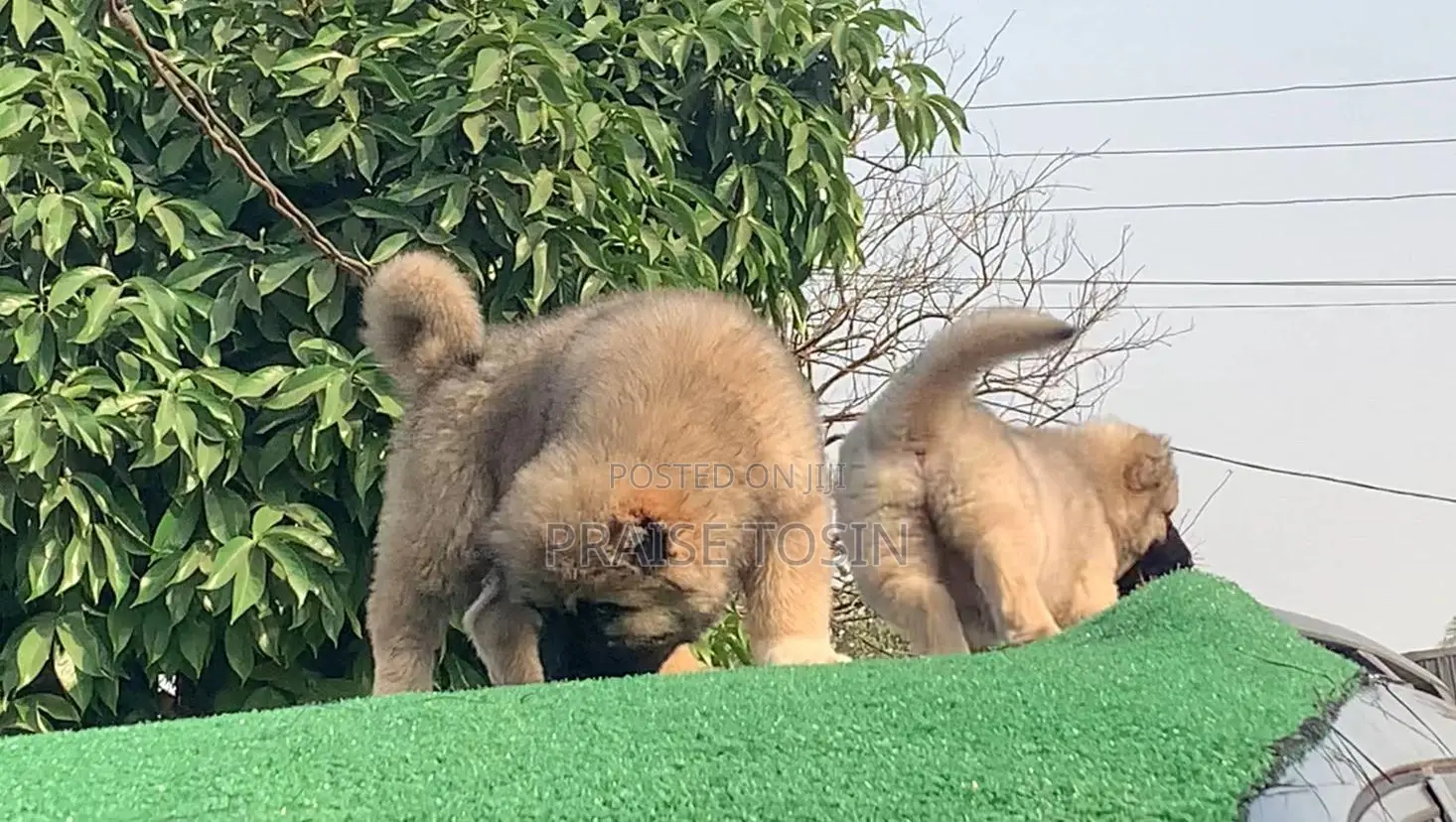 1-3 months Female Purebred Caucasian Shepherd