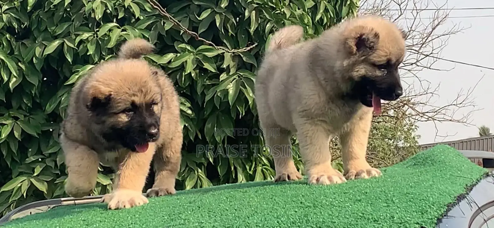 1-3 months Female Purebred Caucasian Shepherd