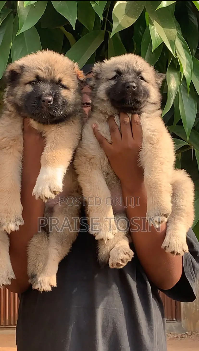 1-3 months Male Purebred Caucasian Shepherd