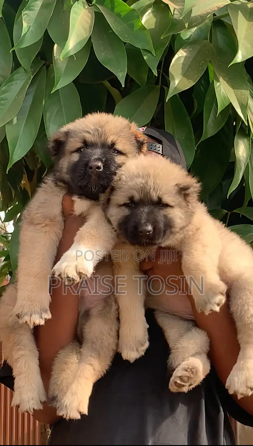 1-3 months Male Purebred Caucasian Shepherd
