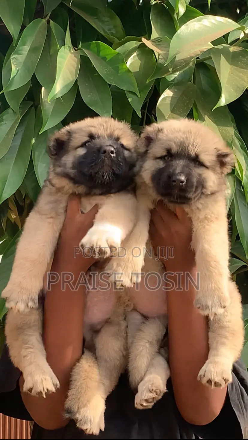 1-3 months Female Purebred Caucasian Shepherd