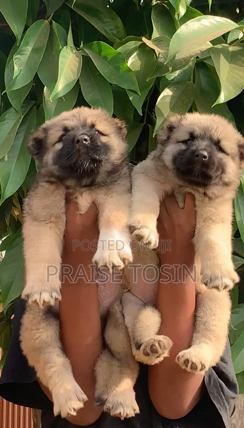 1-3 months Female Purebred Caucasian Shepherd