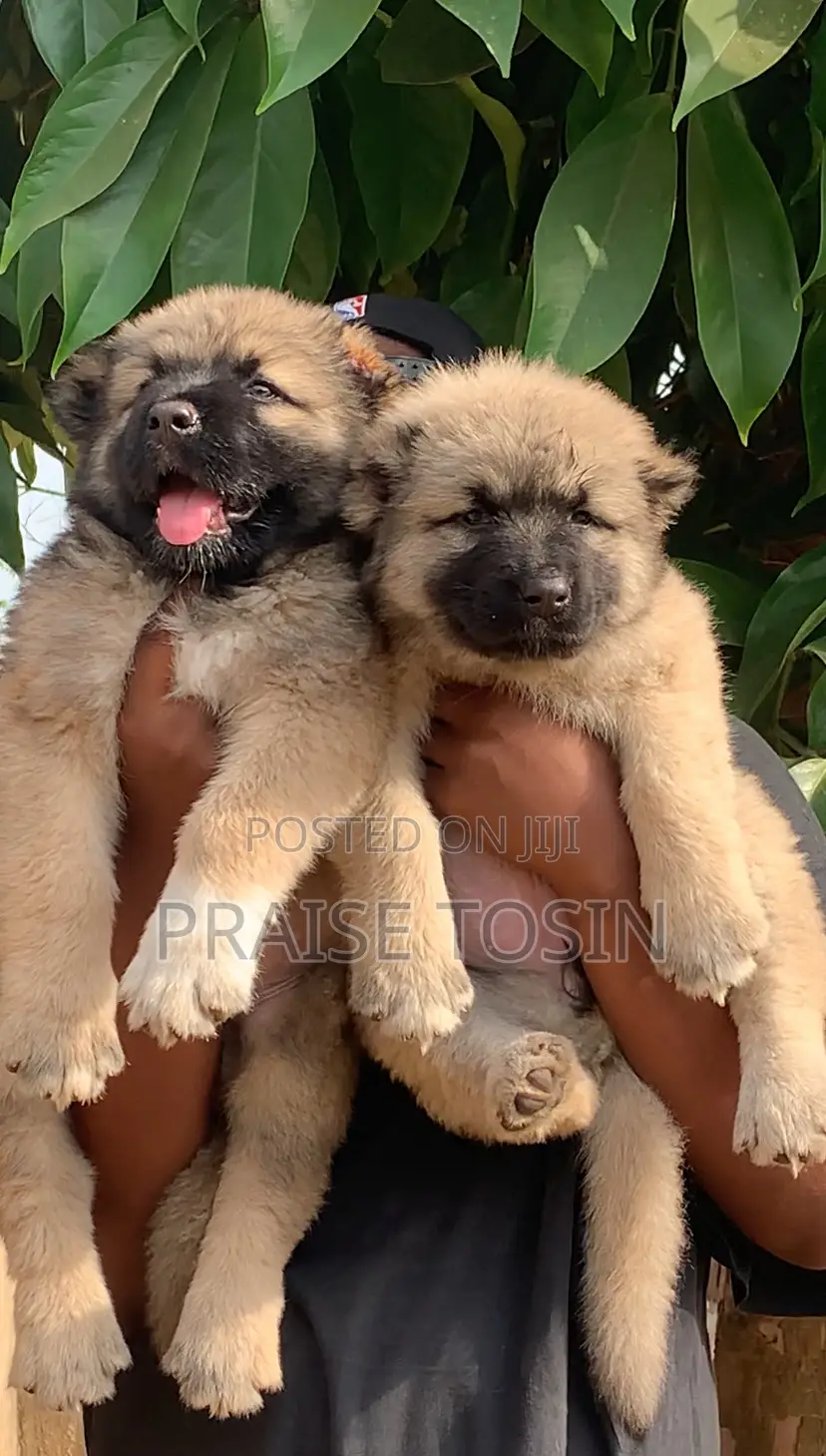 1-3 months Female Purebred Caucasian Shepherd