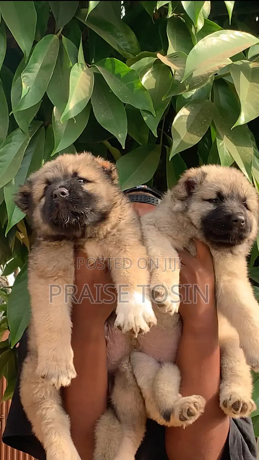 1-3 months Female Purebred Caucasian Shepherd