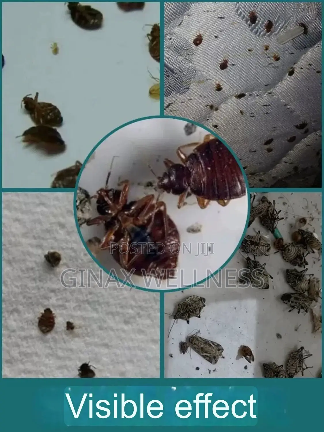 Bed Bugs and Insecticide Killing Powder