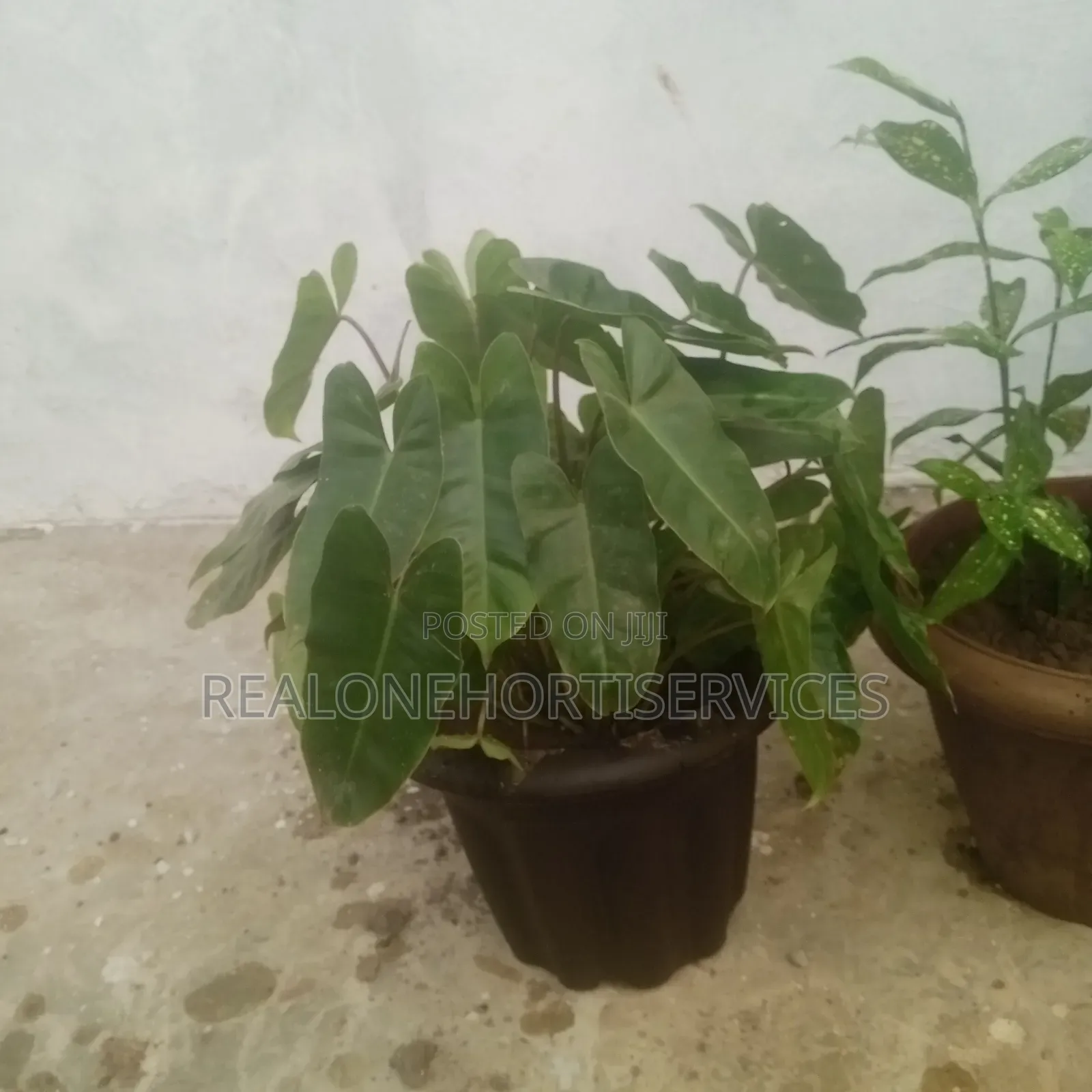 Indoor Plants for Air Purifier and Decor