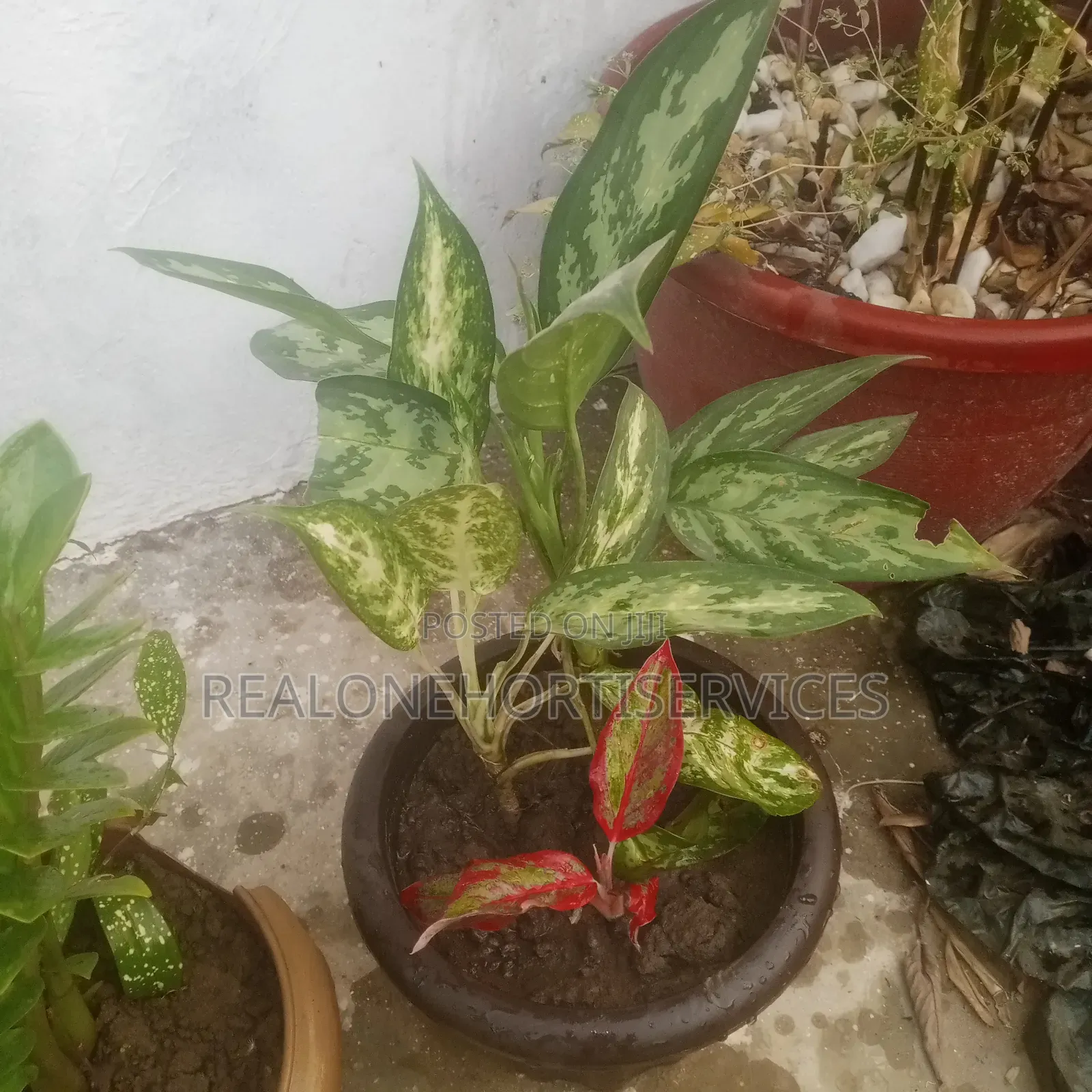 Indoor Plants for Air Purifier and Decor