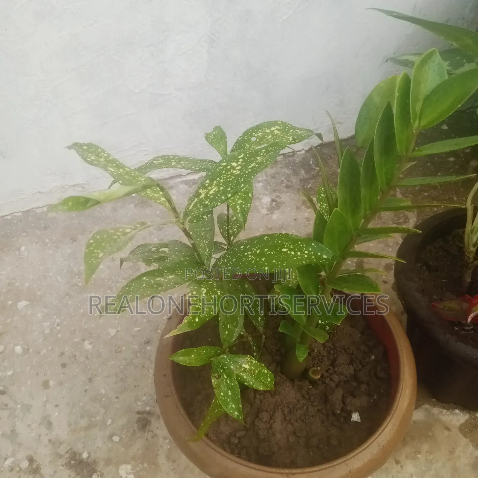 Indoor Plants for Air Purifier and Decor