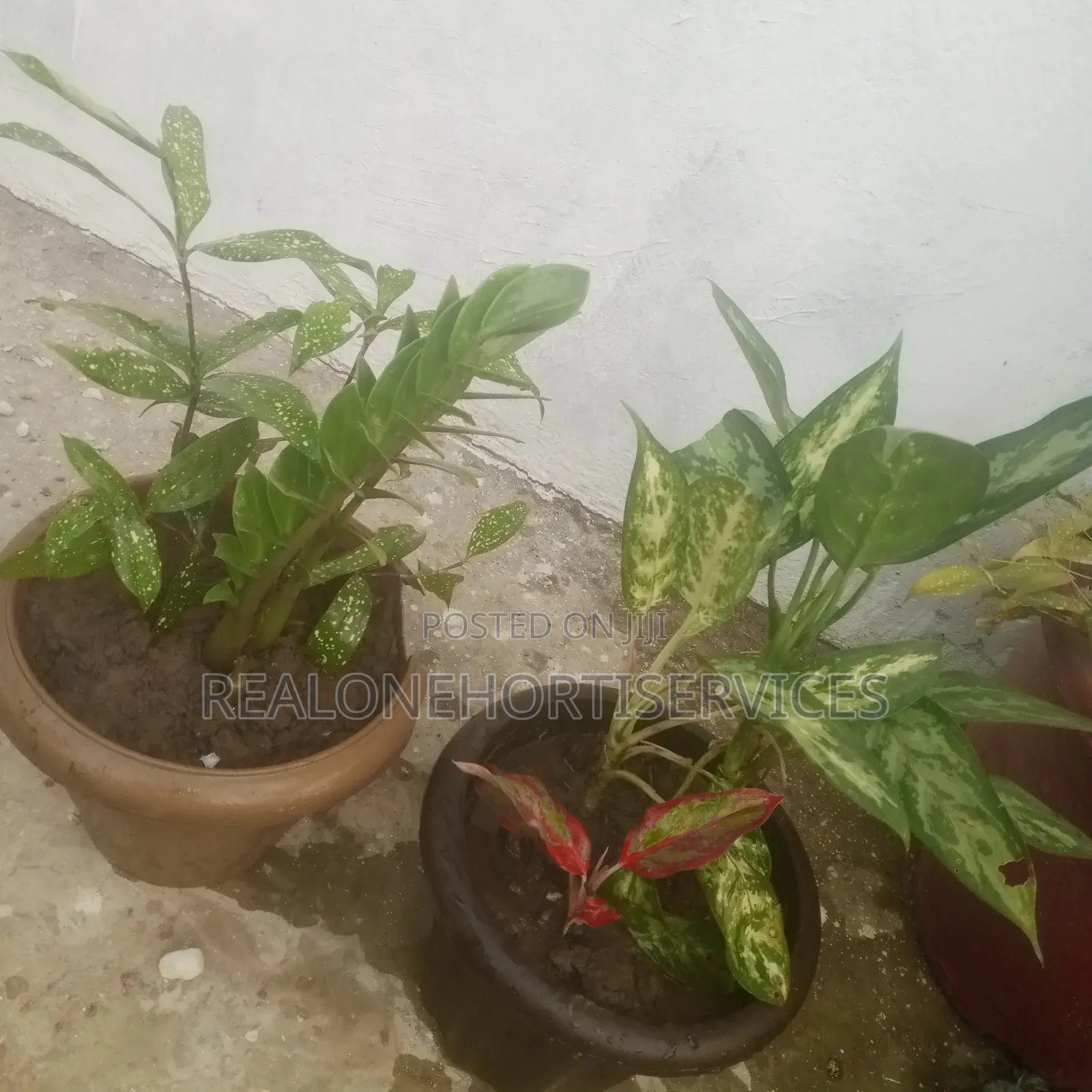 Indoor Plants for Air Purifier and Decor