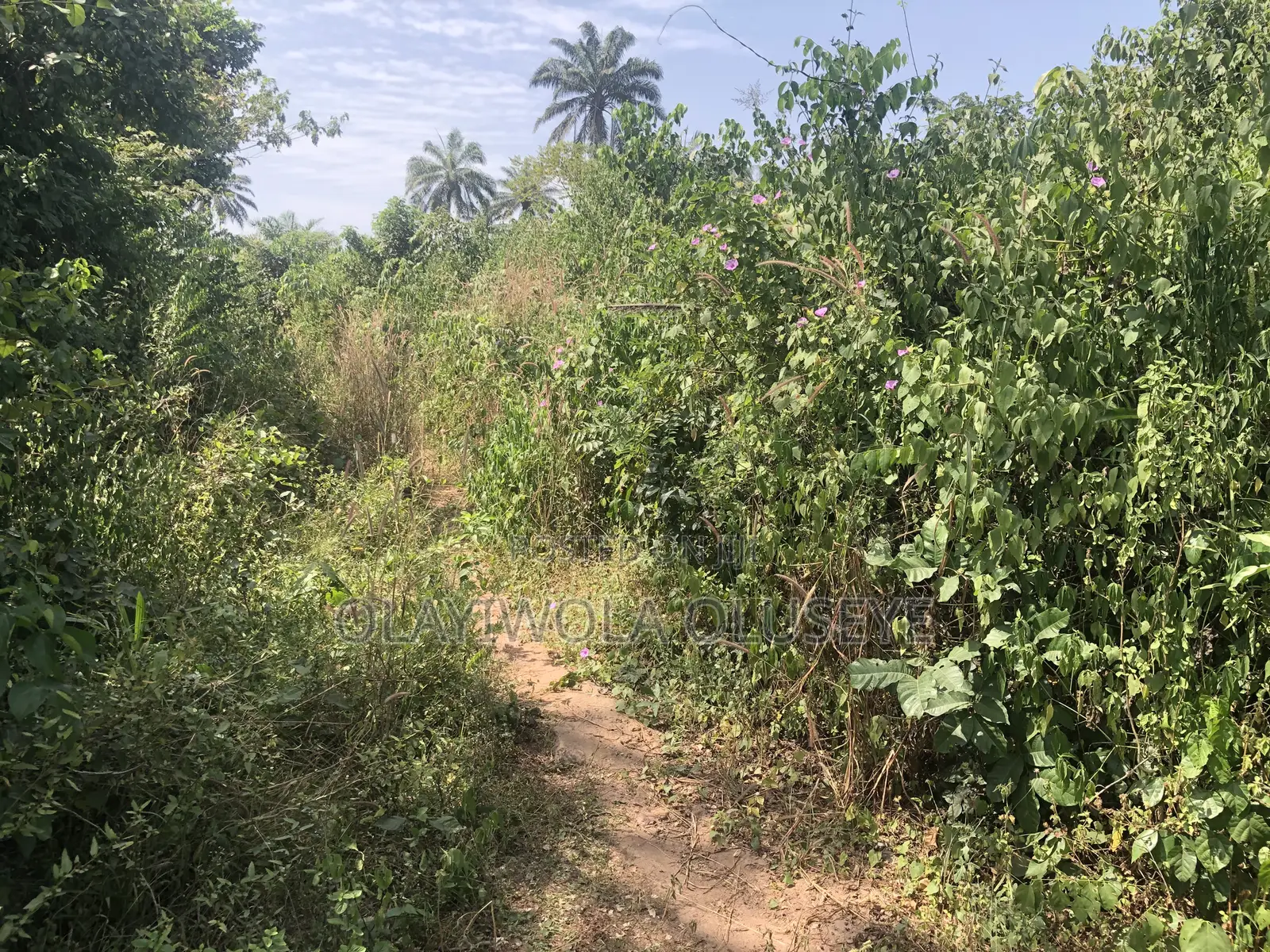 Farmland in Ogun State, Nigeria