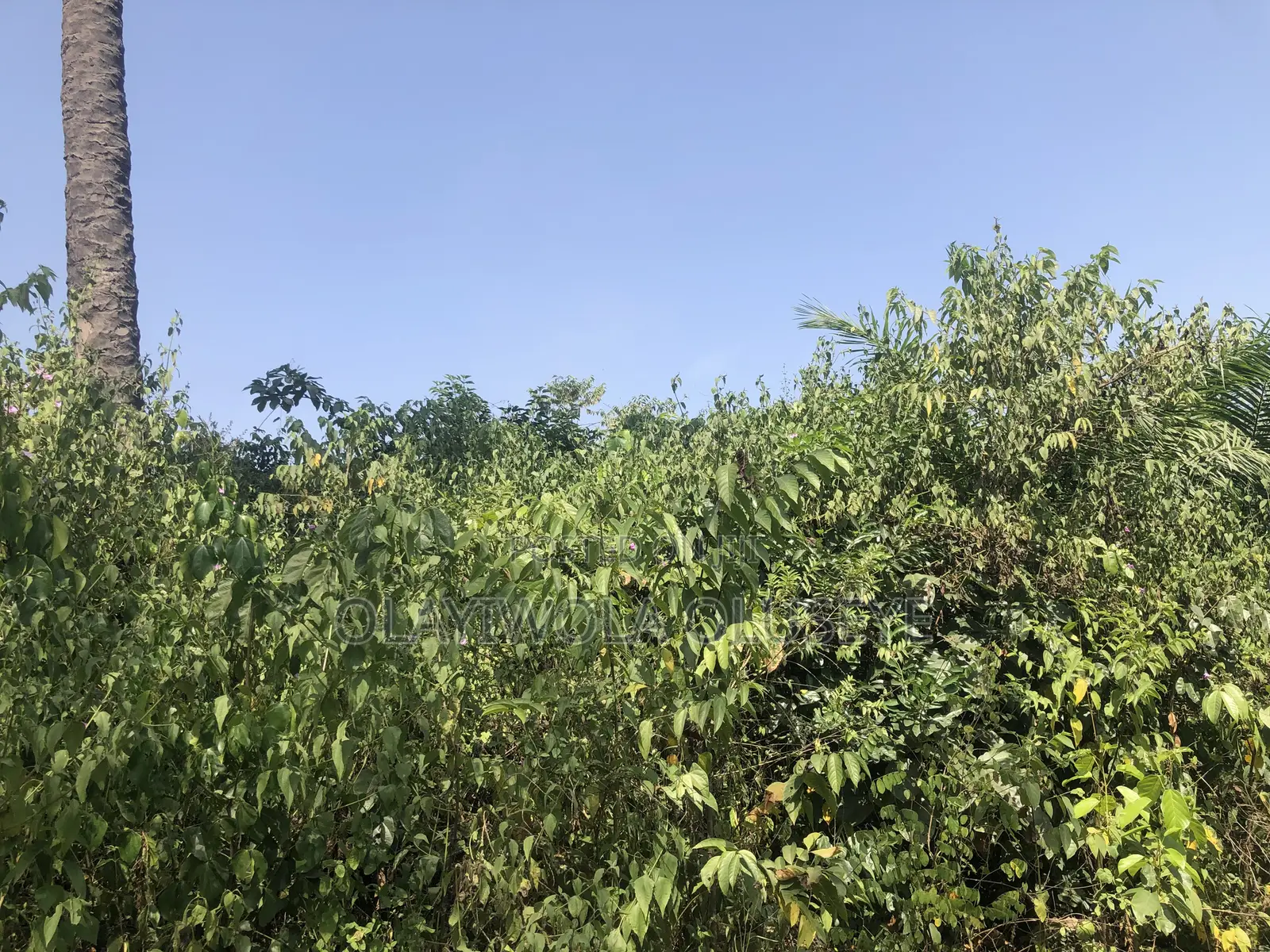 Farmland in Ogun State, Nigeria