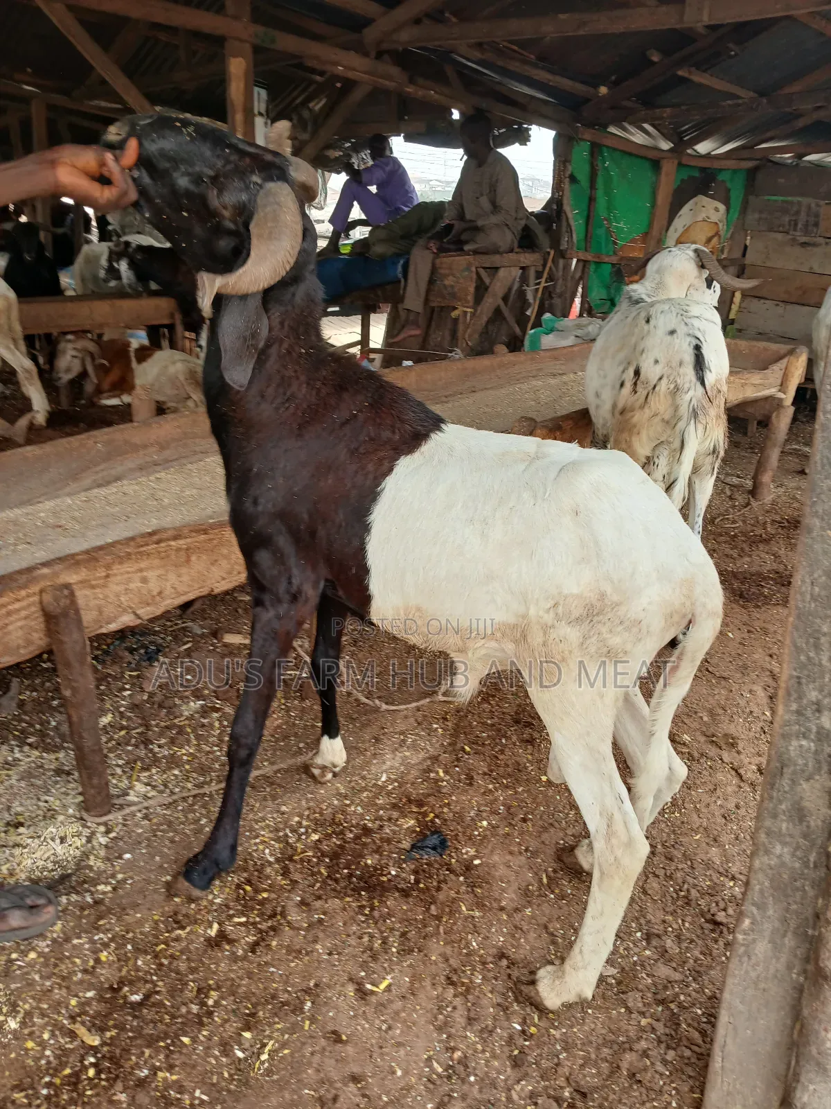 Big and Healthy Ram