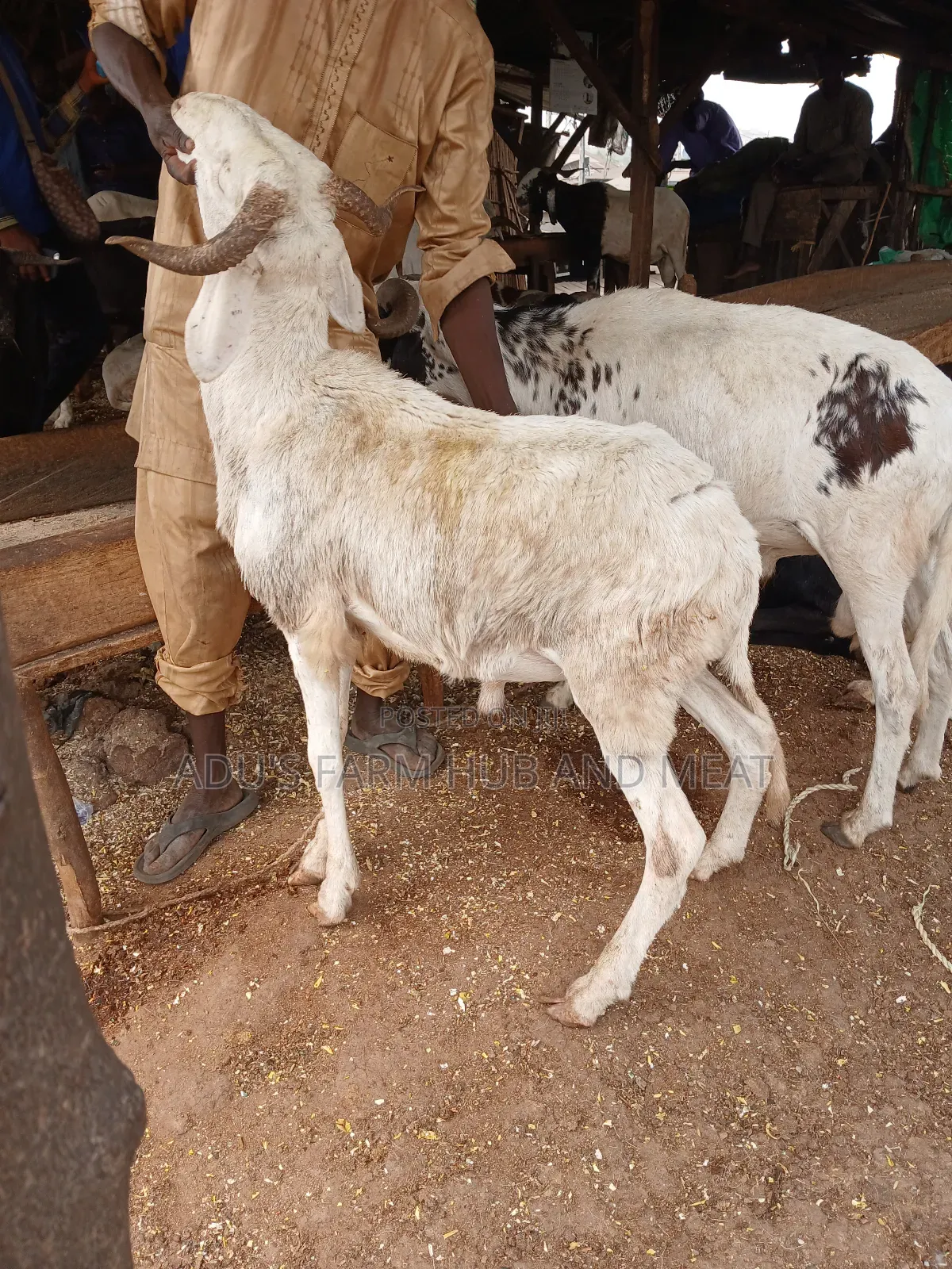 Big and Healthy Ram