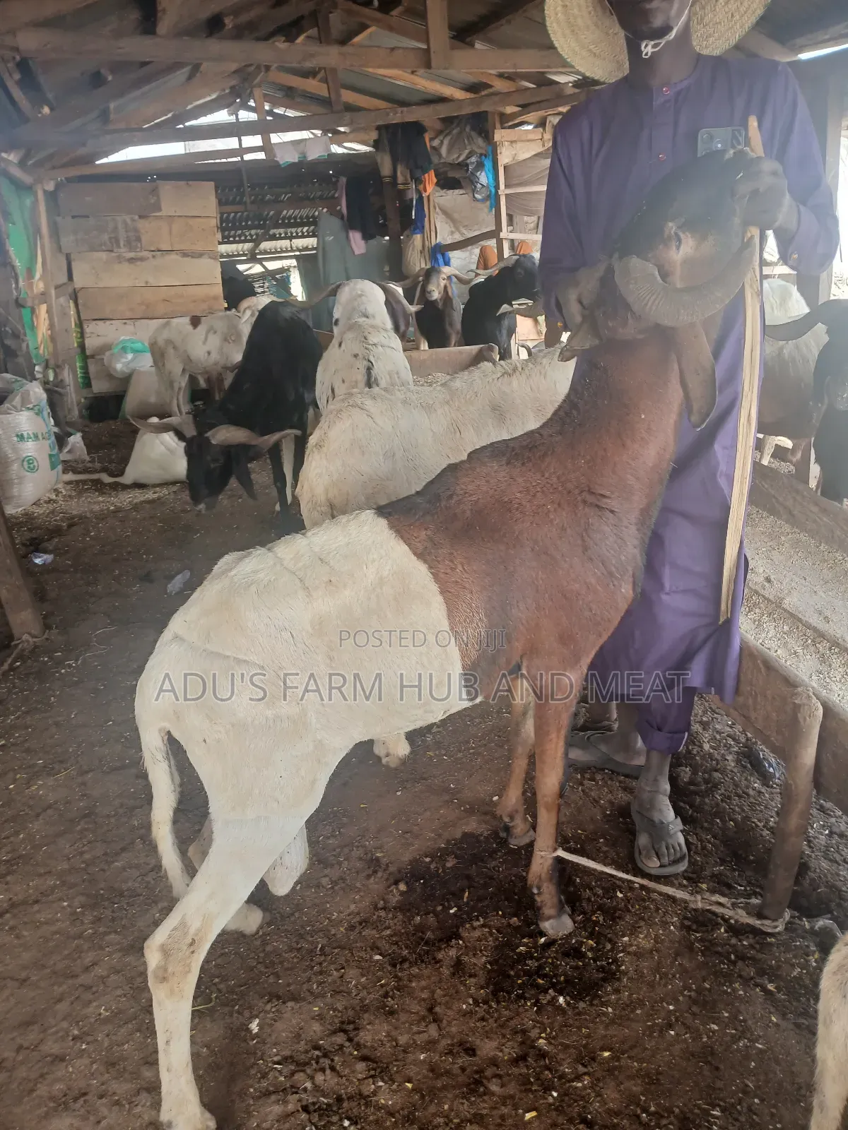 Giant and Healthy Ram