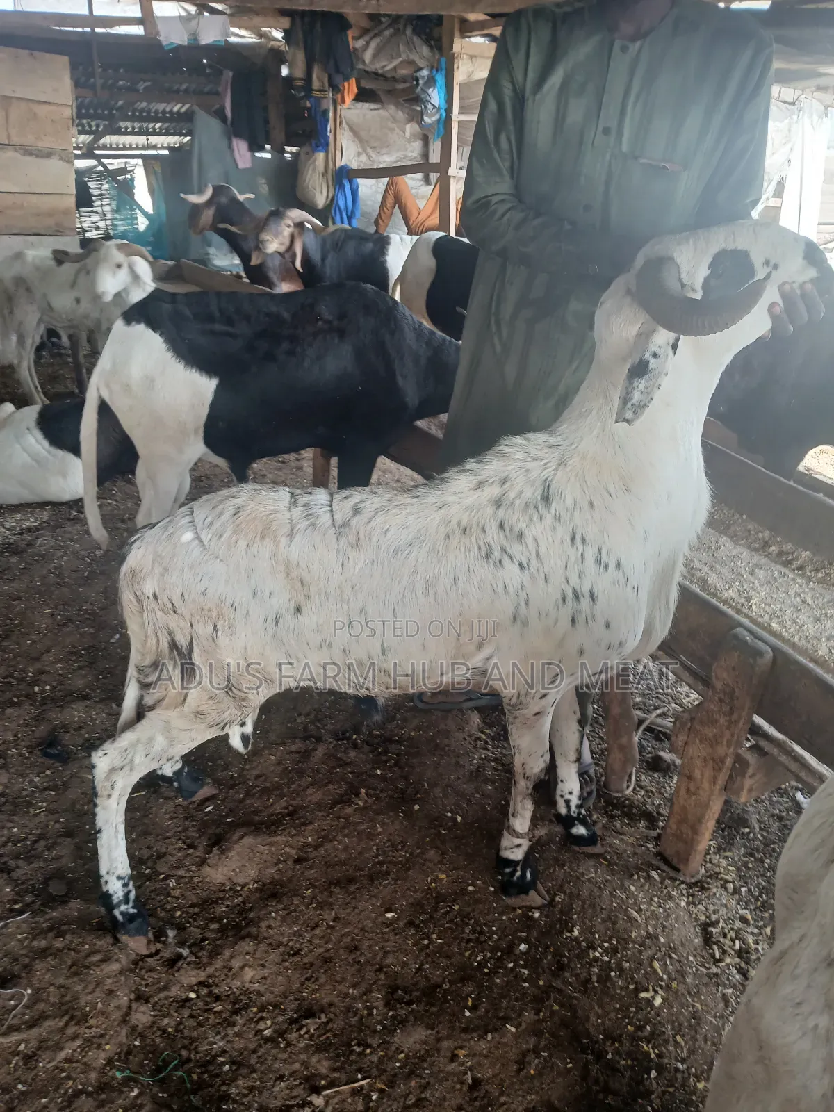Giant and Healthy Ram