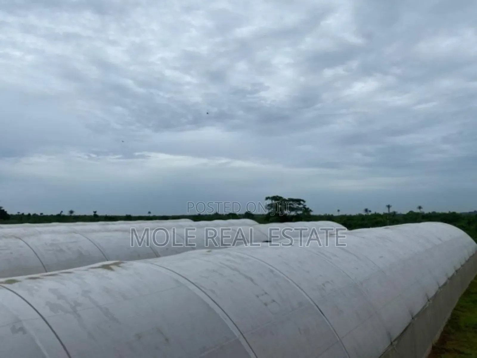 14 Acres Mordern Green Farm Odogbolu Ogun State