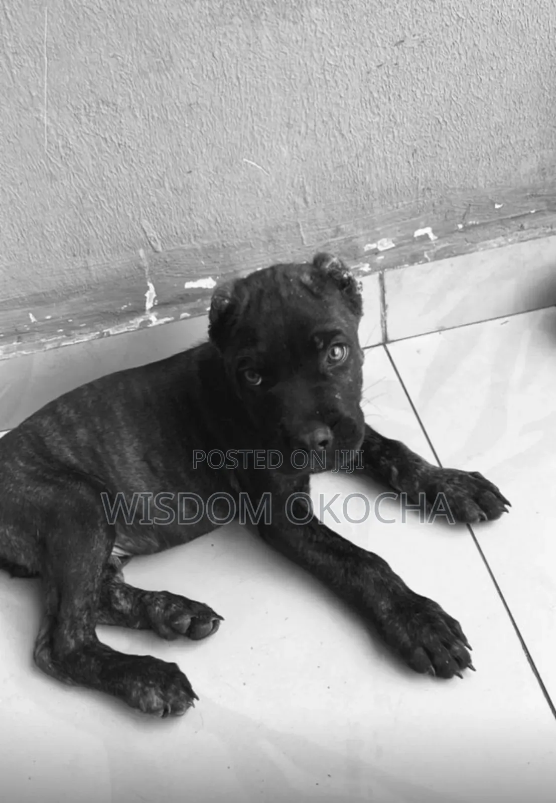 1-3 months Male Purebred Cane Corso