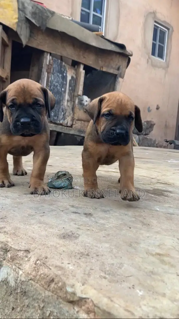 1-3 months Female Purebred Boerboel