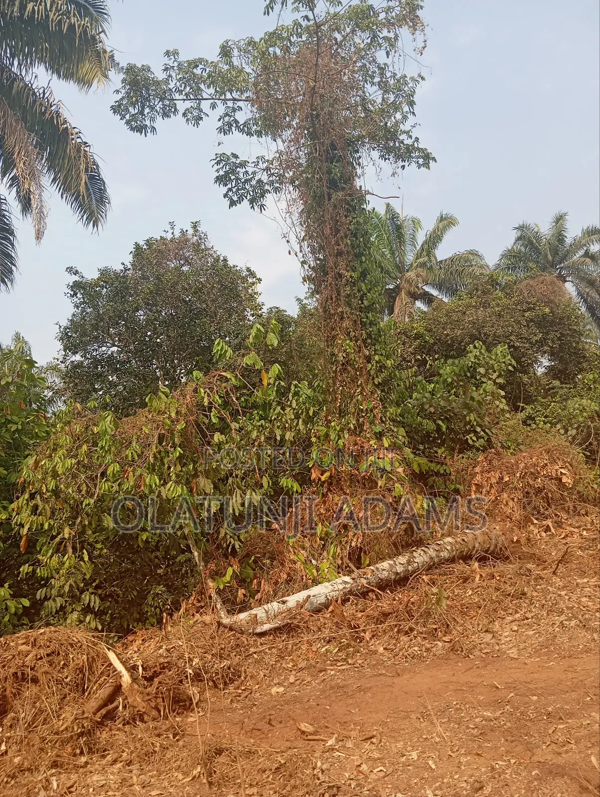 500acres of Farmland at Ogbaga Gbongan at Per Acre
